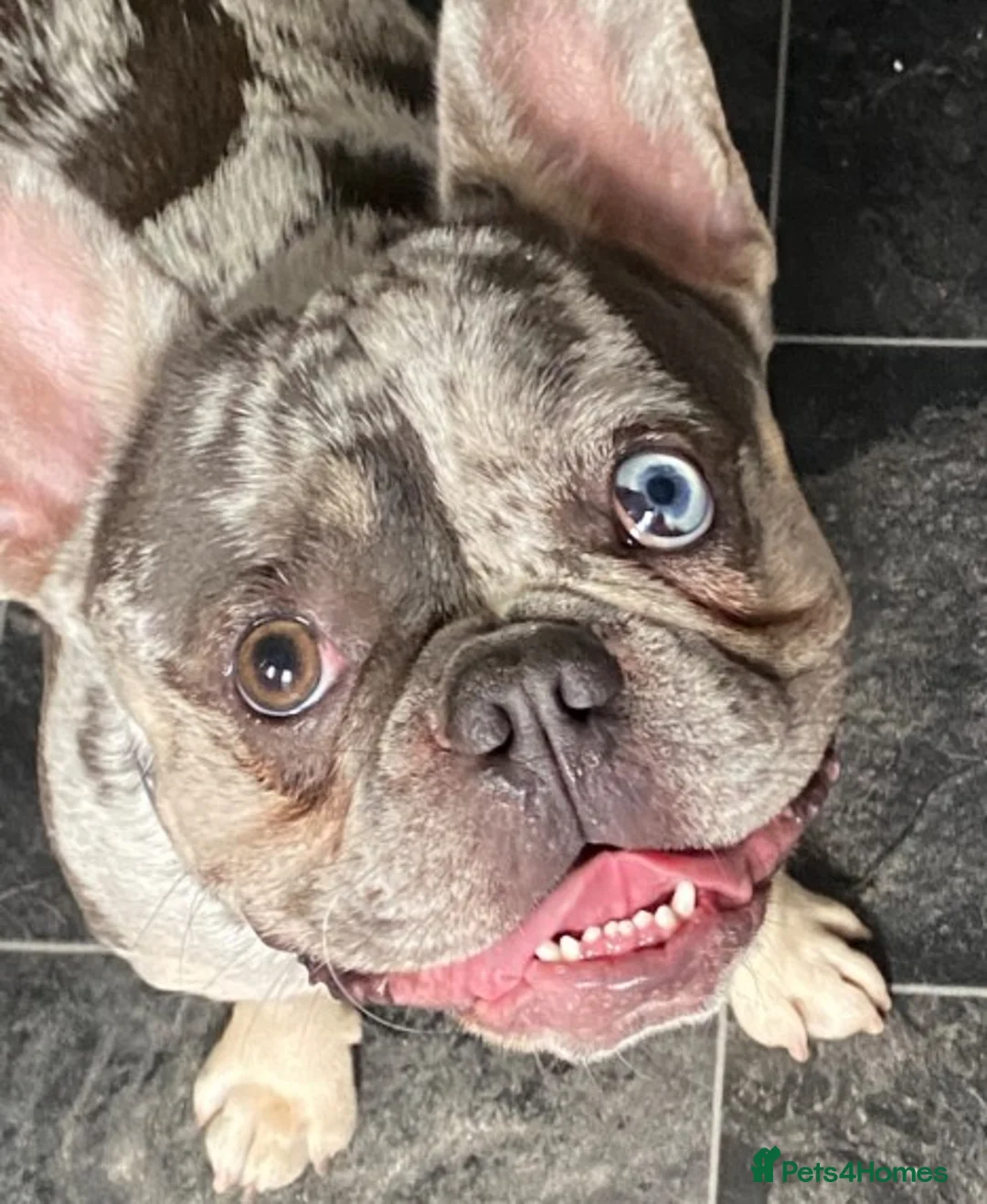 French Bulldog dogs for stud: 💎Blue & Tan 🤎 Merle French bulldog stud 🧬🔥 in Manchester - Advert 13