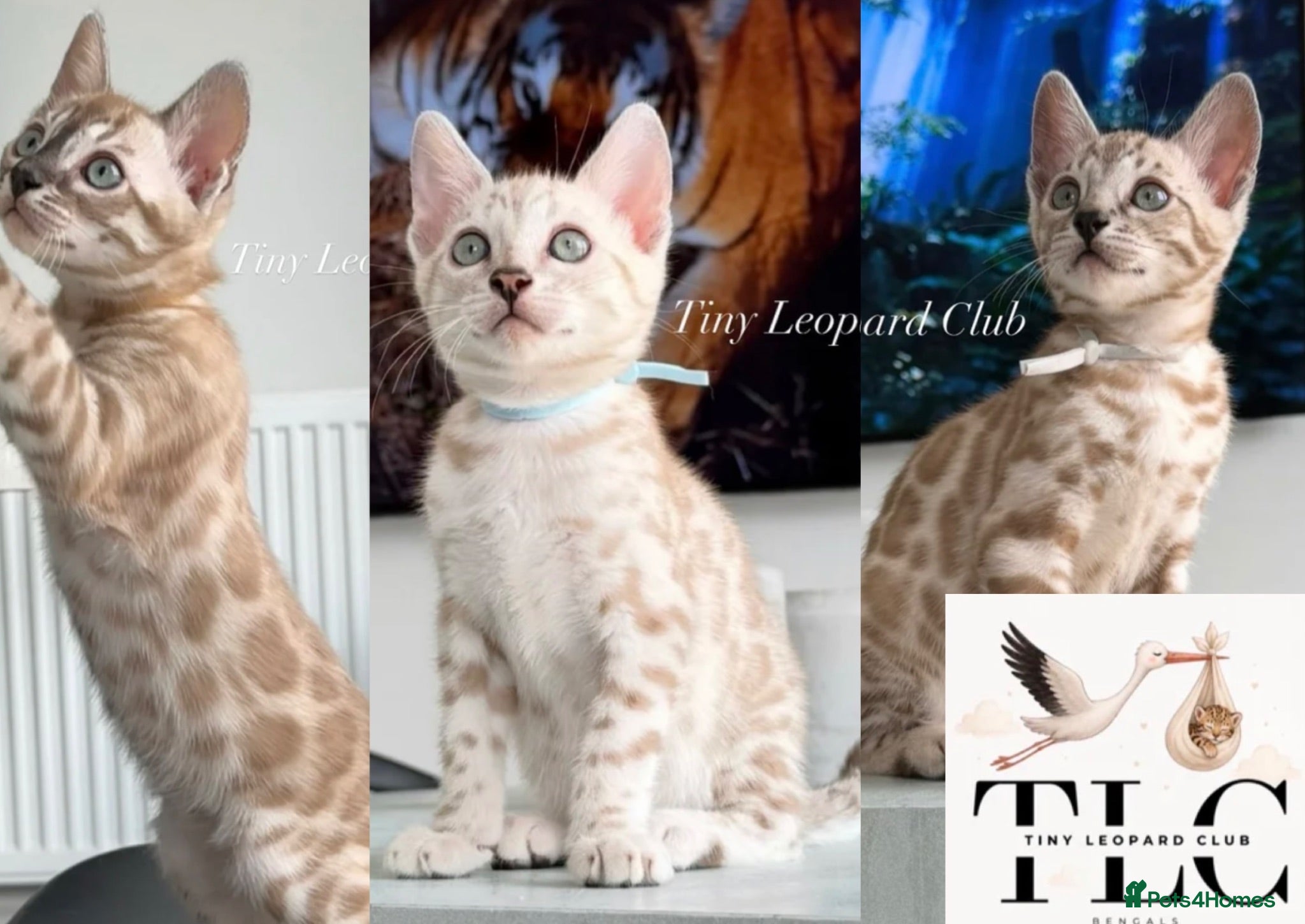 Bengal cats Championship Snow TICA Full Pedigree Bengals - Advert 1
