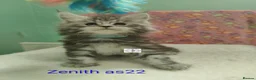Maine Coon cats for sale: Gorgous maine coon kittens ❤️ - Advert 27