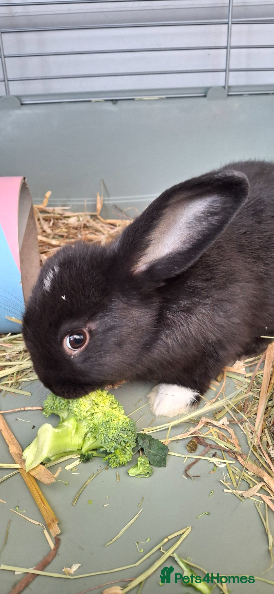 Mixed Breed rabbits Bunnies ready for new homes - Advert 8