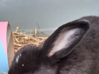 Mixed Breed rabbits Bunnies ready for new homes - Advert 8