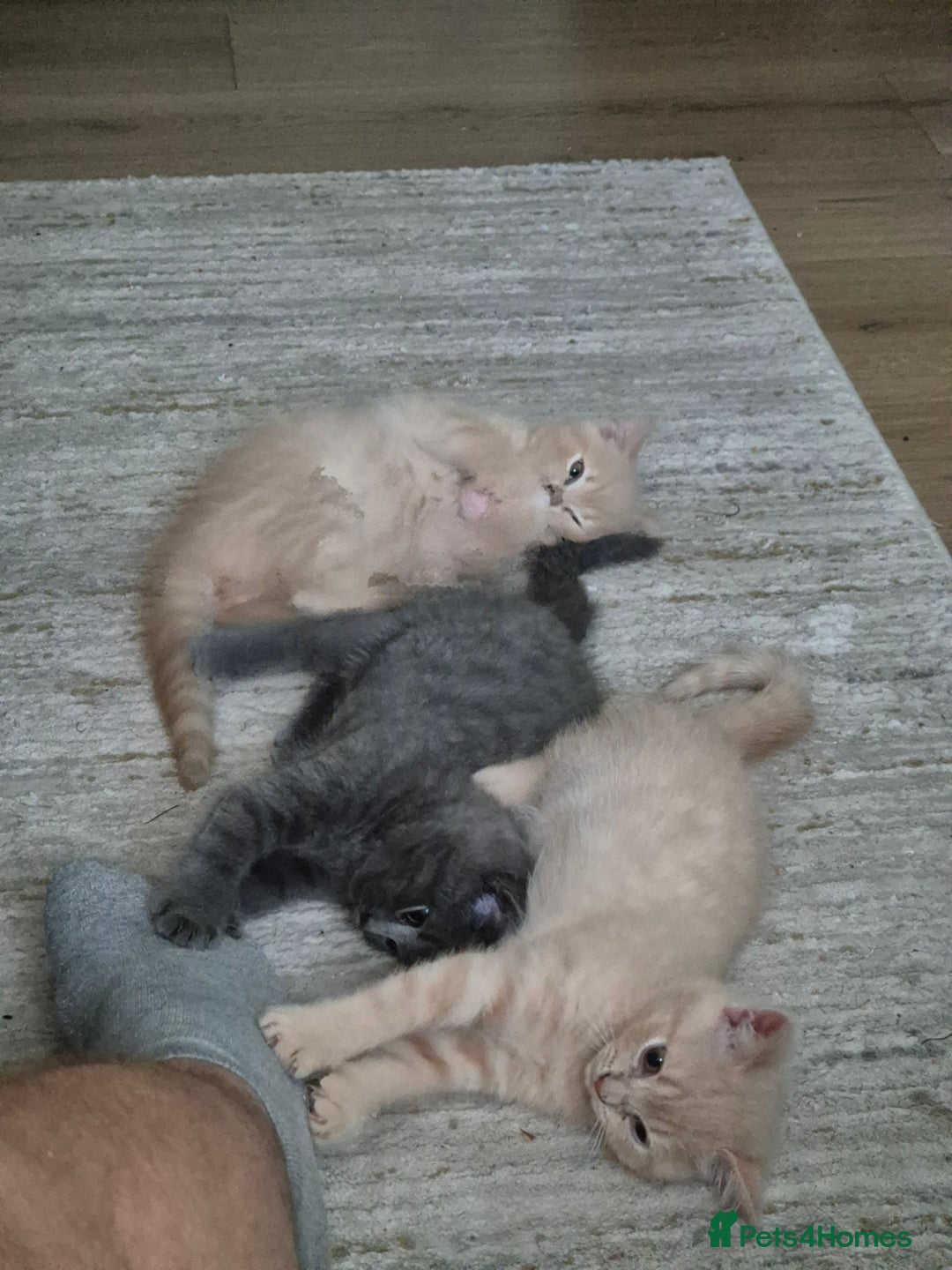 British Shorthair cats for sale: British Shorthair kittens - Image 1