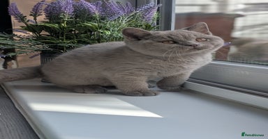 British Shorthair cats - Advert 9