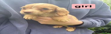 Cocker Spaniel 3