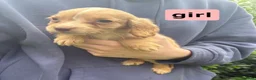 Cocker Spaniel dogs for sale: DNA health tested cocker spaniel pups - Advert 7
