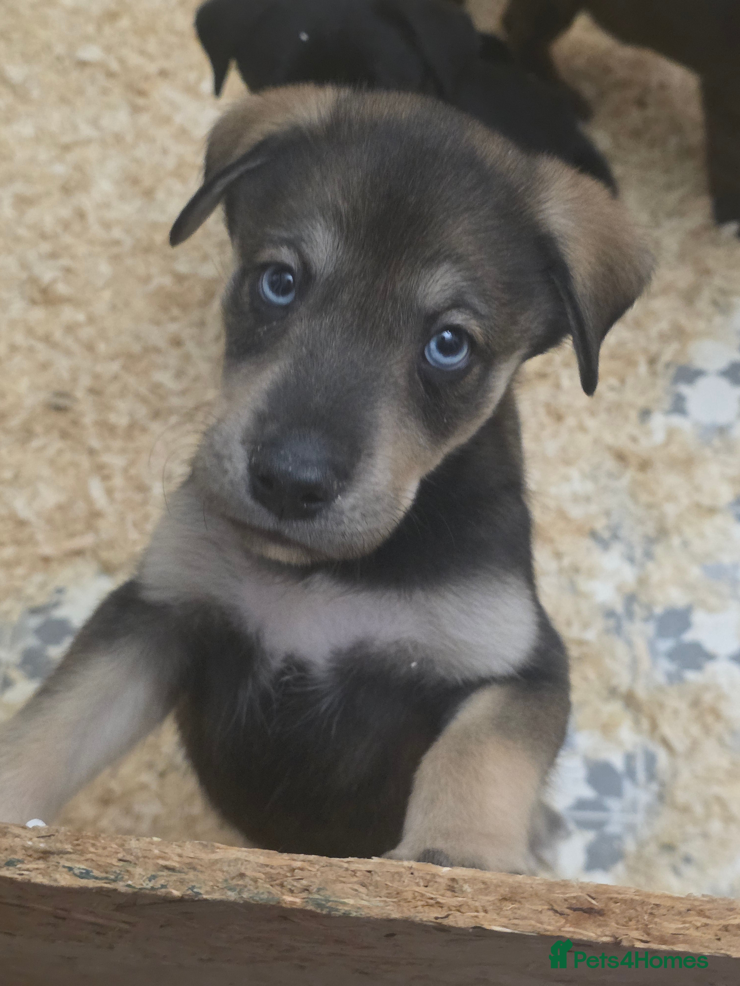 Mixed Breed dogs STUNNING RED FOX LABRADOR X SPECIAL SIBERIAN HUSKY - Advert 2