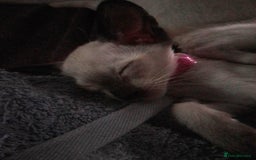 Siamese cats for sale: SIAMESE KITTENS - Image 3