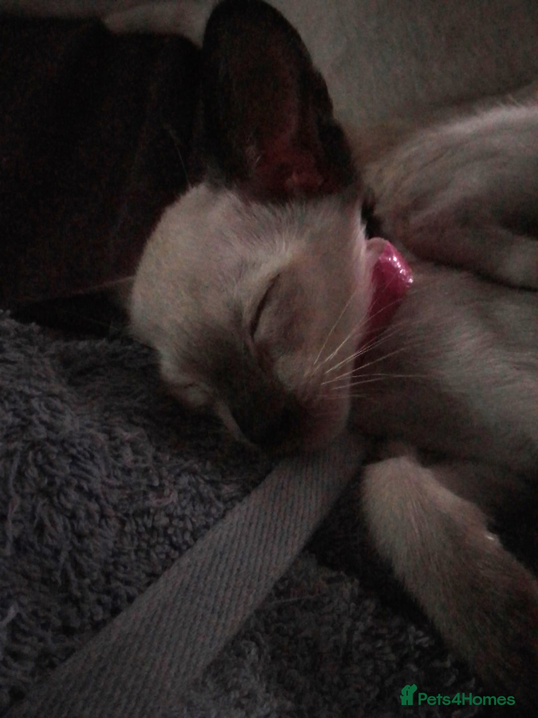 Siamese cats for sale: SIAMESE KITTENS - Image 3