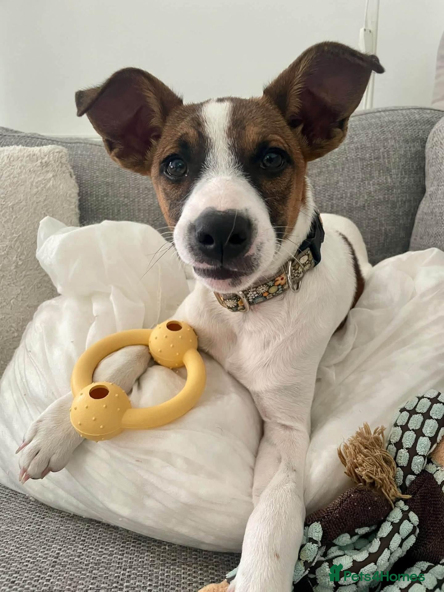 Mixed Breed dogs Lovely Oscar! - Advert 3