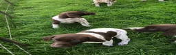 German Shorthaired Pointer dogs for sale: GSP Puppies in Aberdare - Advert 6
