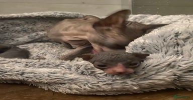 Sphynx cats - Advert 1