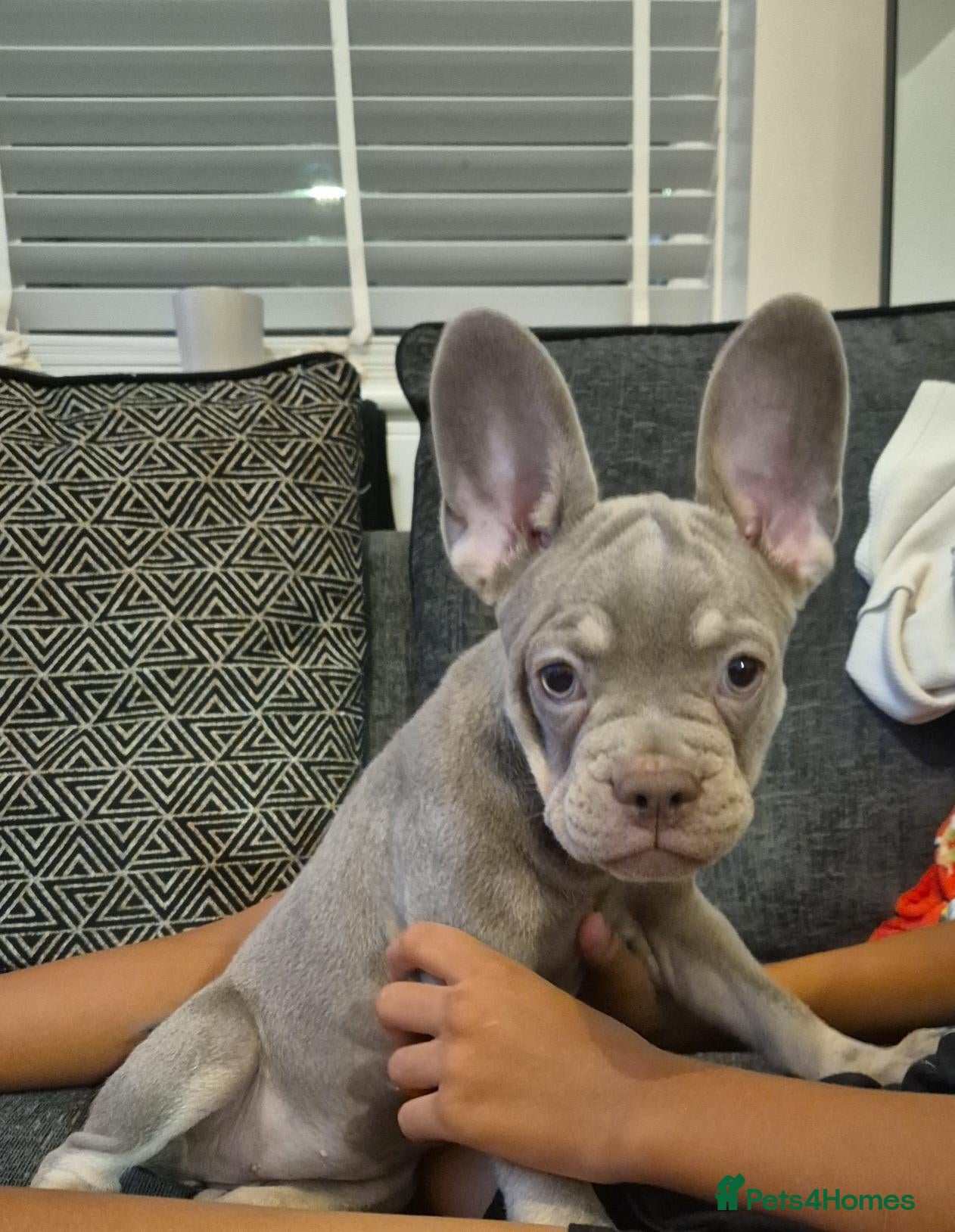 French Bulldog dogs PRICE DROP - Health Tested & Ready To Leave  - Advert 1