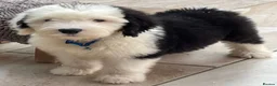 Old English Sheepdog dogs for stud: Old English Sheepdog for Stud KC Registered  - Advert 31