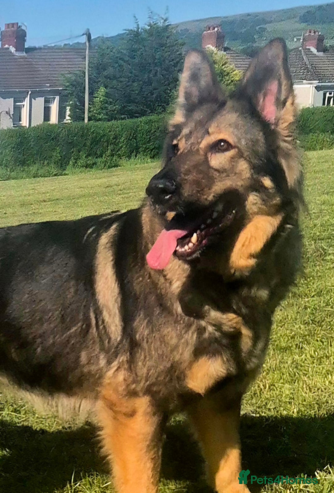 German Shepherd dogs for sale: Female german shepherd ready now - Image 9