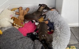 Italian Greyhound dogs for sale: ITALIAN GREYHOUND PUPPIES  - Image 11
