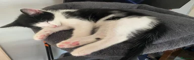 Mixed Breed 1