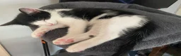 Mixed Breed cats for sale: BEAUTIFUL KITTENS READY FOR THEIR FOREVER HOMES 🐾 - Advert 8