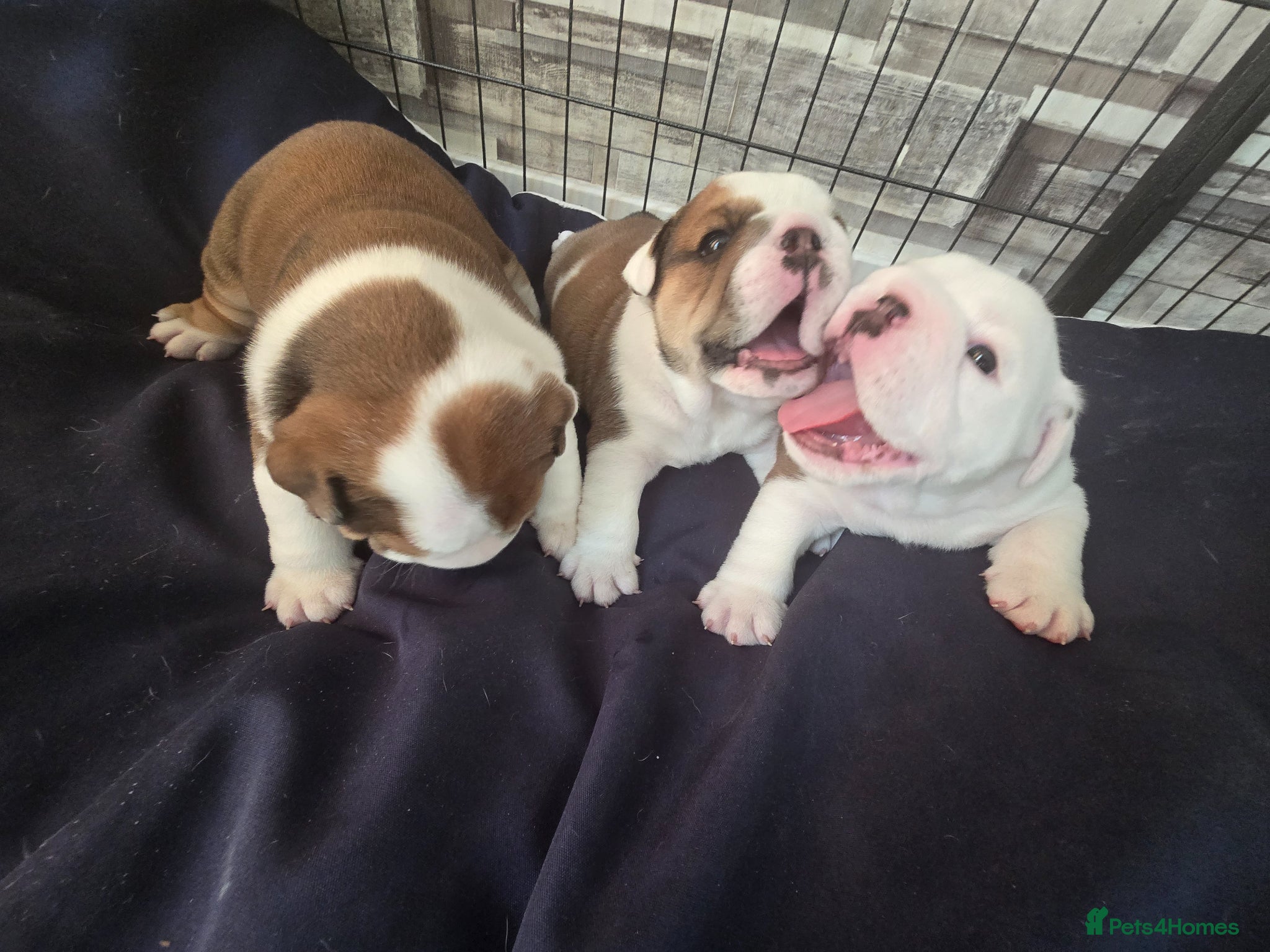 English Bulldog dogs 🐶 🔥KC registered English bulldog puppies✨️🔥 - Advert 2