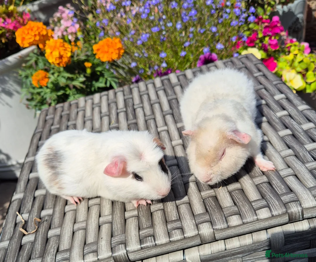 Guinea Pig rodents for sale: Baby Guinea Pigs Pedro & Patch Teddy & Crested - Advert 3