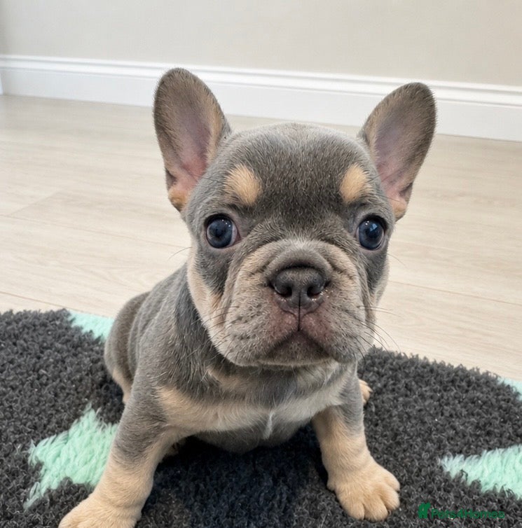 French Bulldog dogs for sale: Last Girl Remaining 🐶  KC Registered ! - Advert 16