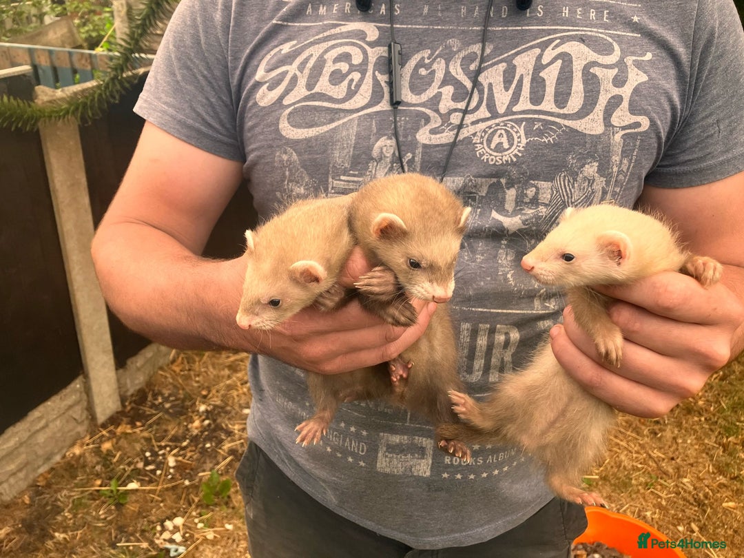 Ferret rodents for sale: 5 working stock ferret kits ready to go - Image 7