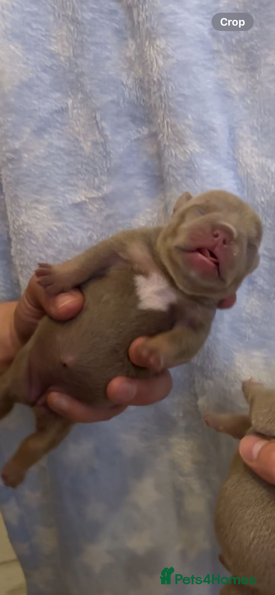 American Bully dogs for sale: Lilac’s Miniature microbully’ puppy’s - Advert 13