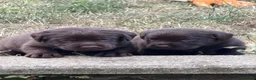 Labrador Retriever dogs for sale: KC registered chocolate Labrador puppies 🐾  - Advert 4