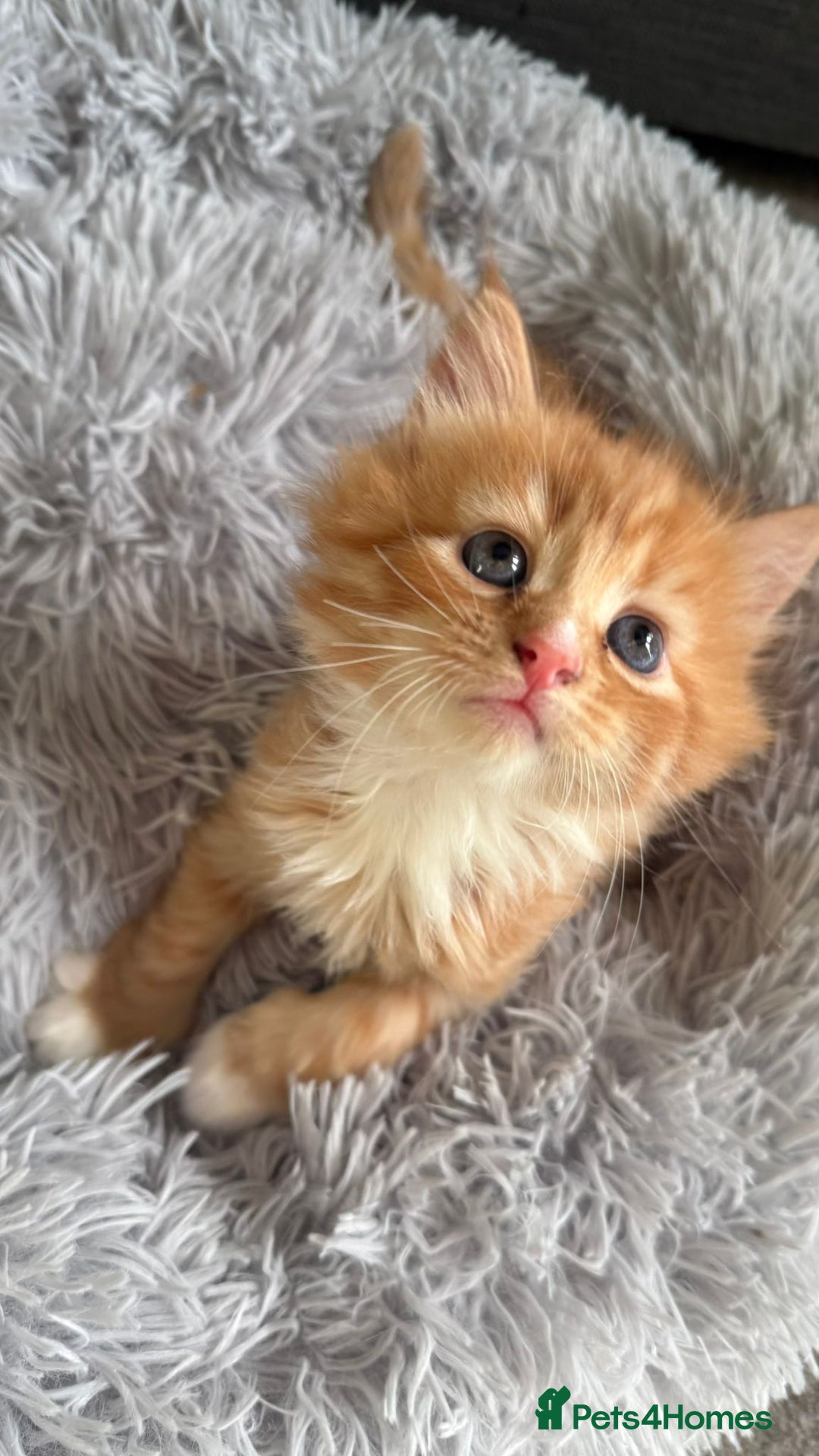 Mixed Breed cats for sale: Ginger,Tortoiseshell, Tuxedo Kittens Sale London  - Advert 17