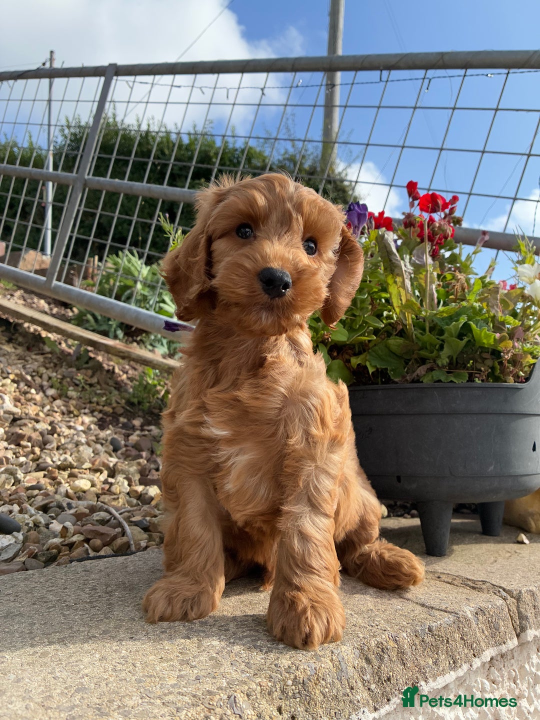 Cockapoo dogs for sale: 1 COCKAPOO BOY AVAILABLE! - Image 3