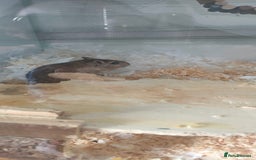 Gerbil rodents for sale: 2x female gerbils - Image 2