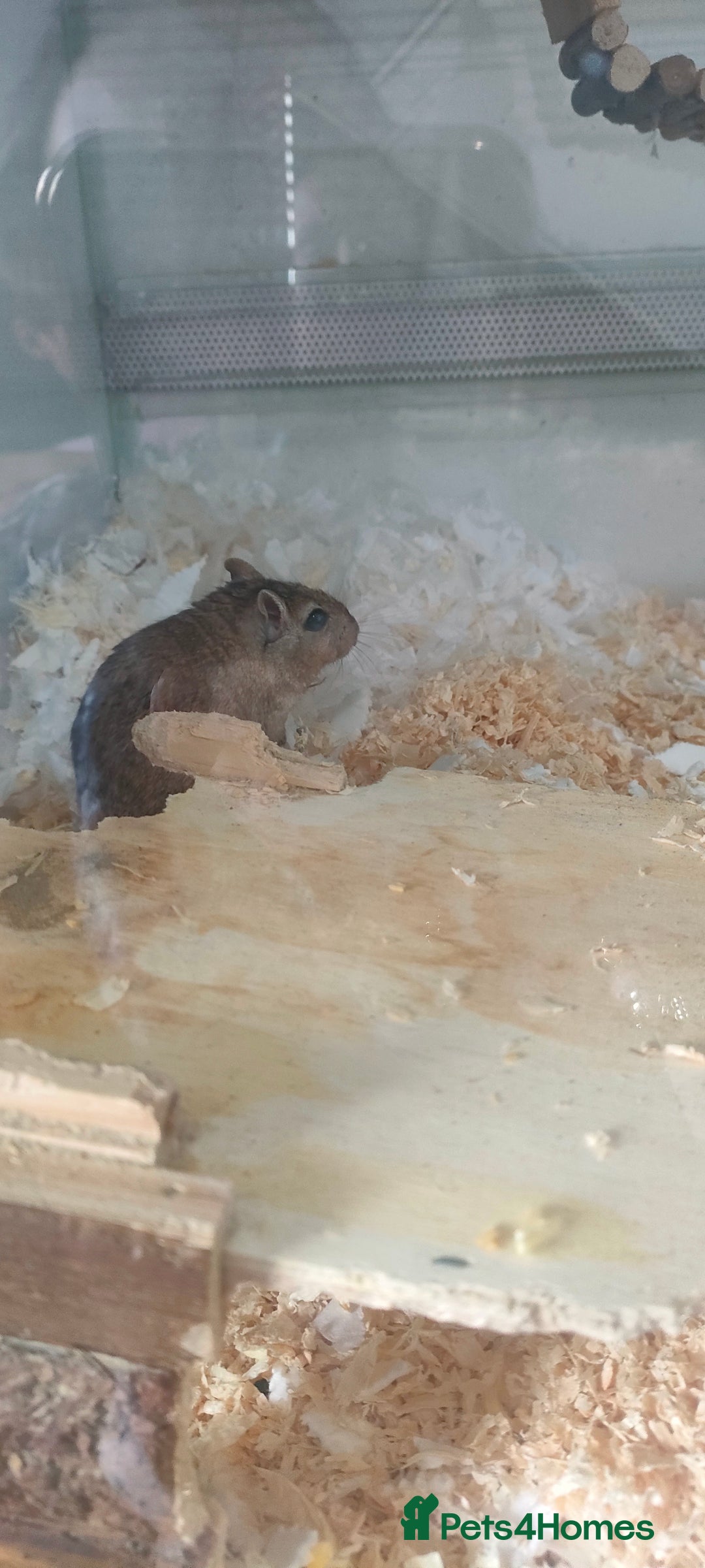 Gerbil rodents for sale: 2x female gerbils - Image 2