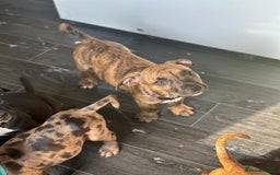 American Bulldog dogs for sale: Stunning Standard American Bulldog Puppies - Image 19