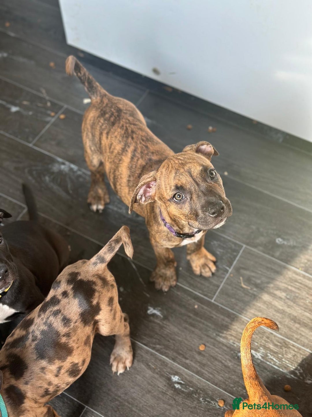 American Bulldog dogs for sale: Stunning Standard American Bulldog Puppies - Image 19