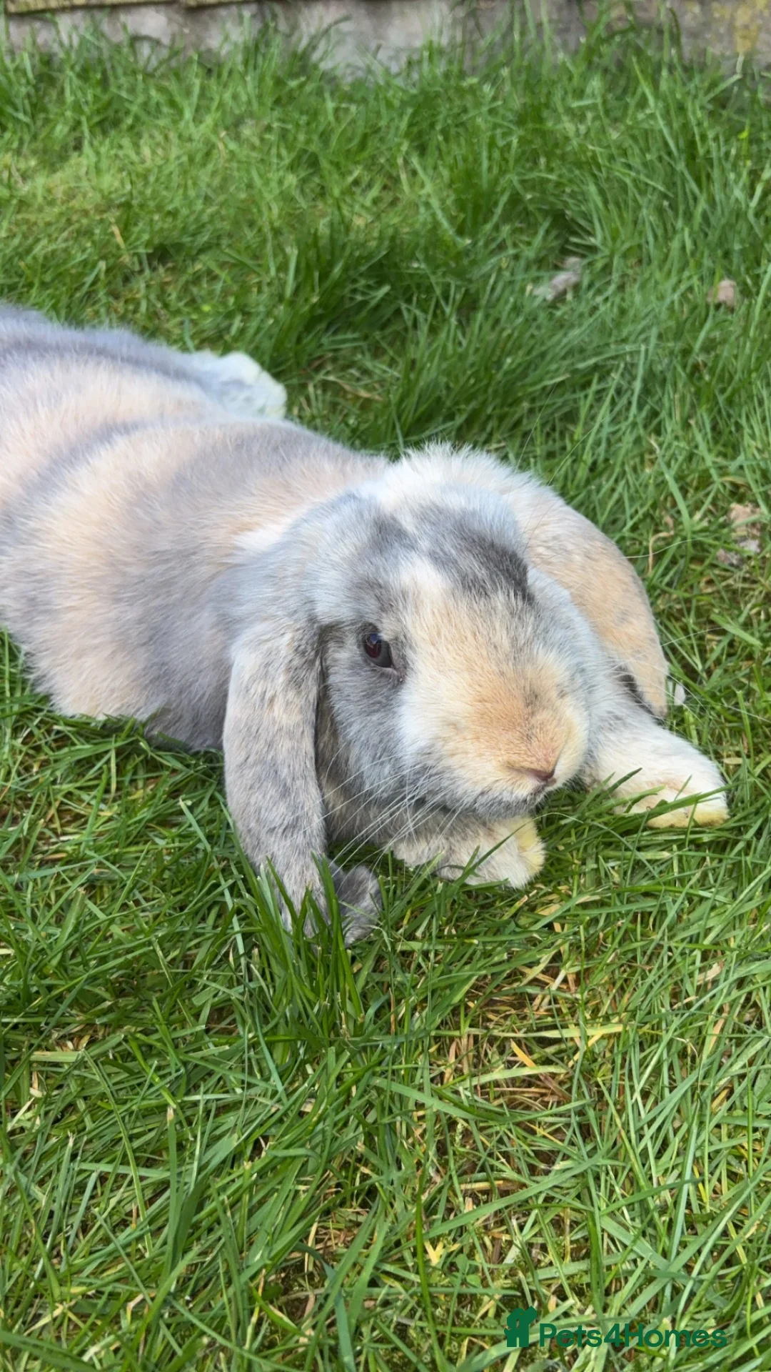 English Lop rabbits for sale: Merl English lop - Advert 2