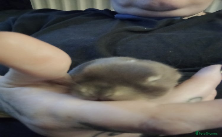 Mini Lop rabbits - Advert 1