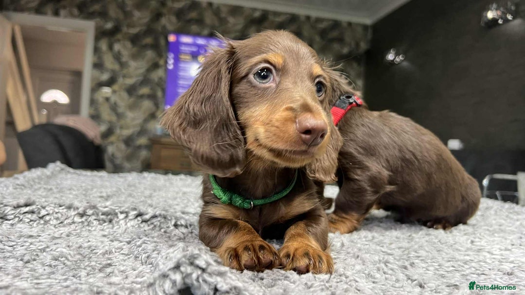 Miniature Dachshund dogs for sale: Longhaired miniature dachshund puppies KC reg. - Image 4