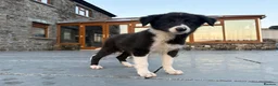 Border Collie dogs for sale: Beautiful Welsh Border Collie Puppies in Brecon - Advert 17