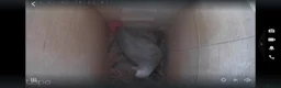 Parrots birds for sale: Young African greys closed rung with cities  in Leeds - Advert 1