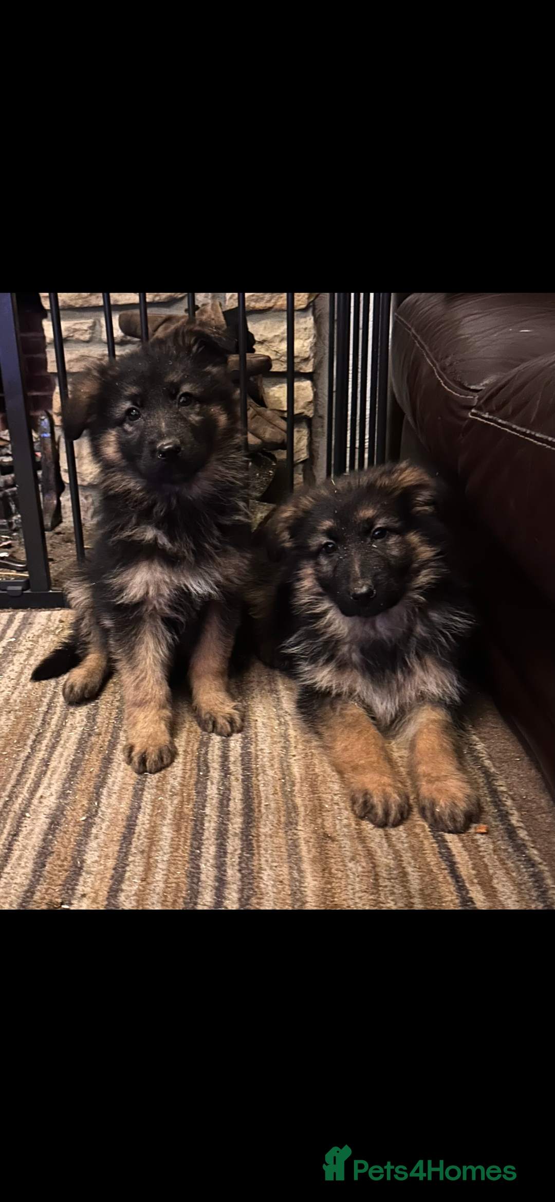German Shepherd dogs for sale: German shepherd puppies  - Advert 2