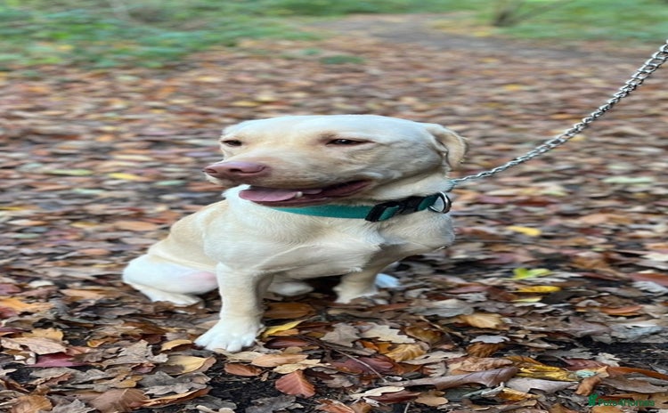 Labrador Retriever dogs - Advert 1