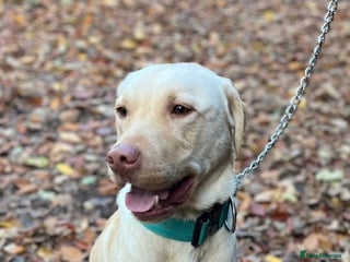 Labrador Retriever dogs - Advert 25