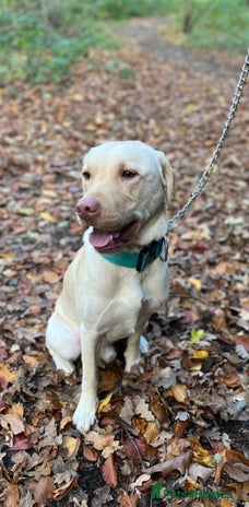 Labrador Retriever dogs - Advert 16