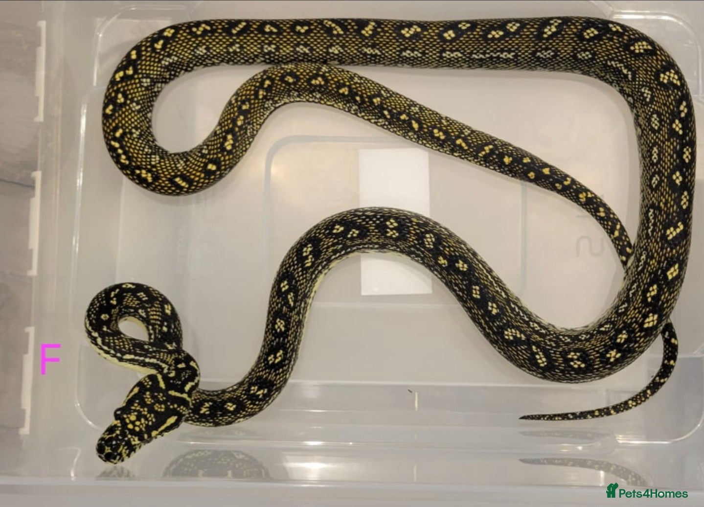 Snake reptiles Diamond Carpet Pythons - Advert 1