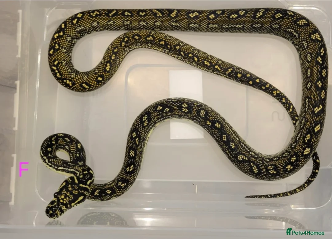 Snake reptiles for sale: Diamond Carpet Pythons - Advert 1