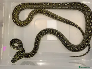 Snake reptiles Diamond Carpet Pythons - Advert 1