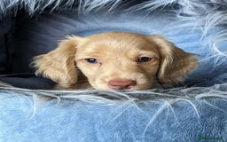 Miniature Dachshund dogs for sale: Gorgeous Miniature Dachshunds Puppies - Image 3