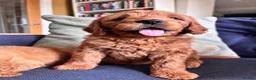 Mini Goldendoodle dogs for sale: F1 Medium sized Goldendoodles  - Advert 4