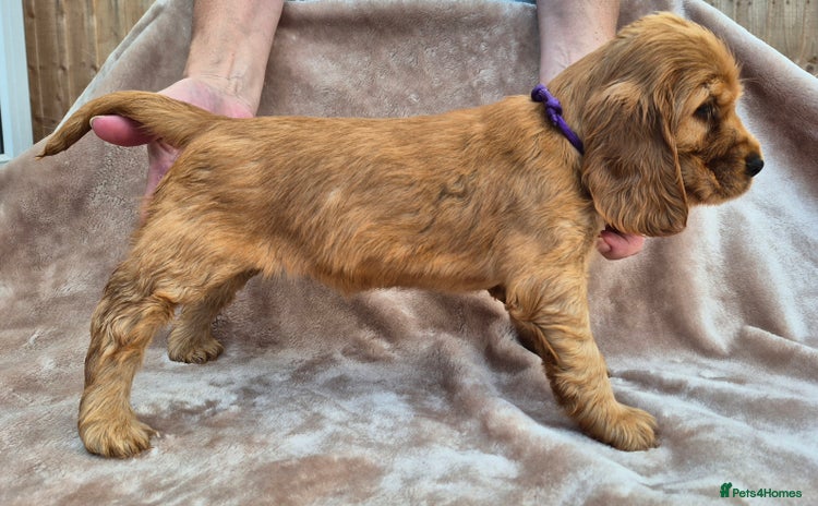 Cocker Spaniel dogs - Advert 4