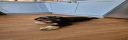 Cockapoo dogs for stud: STUD! Stunning Rare Tri-Colour Phantom Boy - 2027 - Advert 3