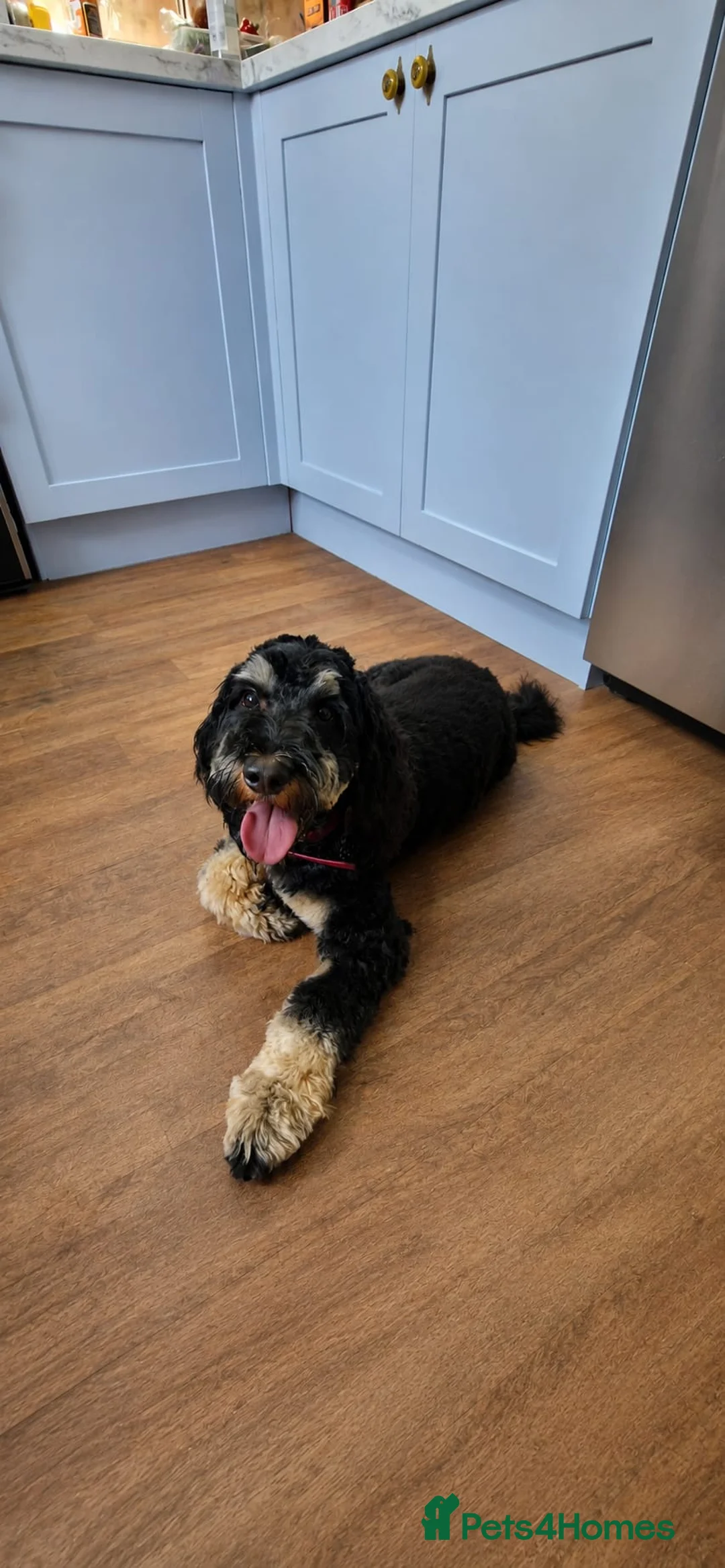 Cockapoo dogs for stud: STUD! Stunning Rare Tri-Colour Phantom Boy - 2027 - Advert 3